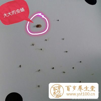 蛋糕盒子上爬满虫子