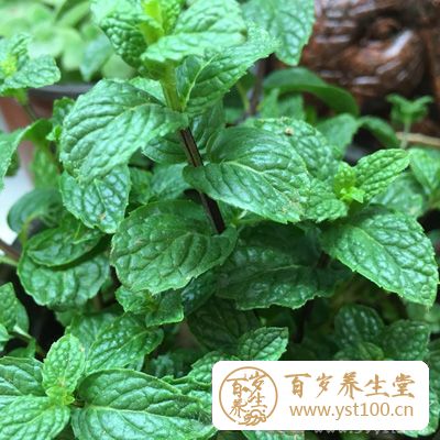 薄荷要等水沸后才能放入，若是太早放入或经常揭盖，会导致其效用散失
