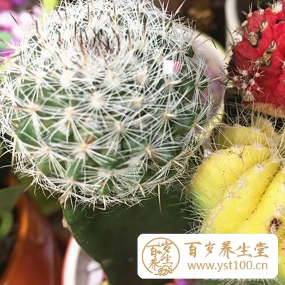 取仙人掌根1到2两，配猪肚炖服，可治胃病